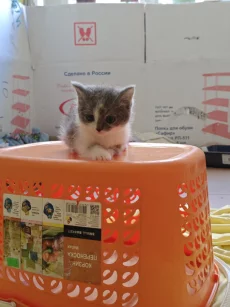 Красивые Котята