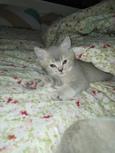 Котята породы шотландской вислоухой