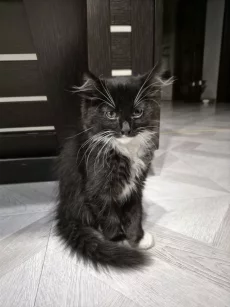 Отдам котенка