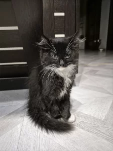 Отдам котенка