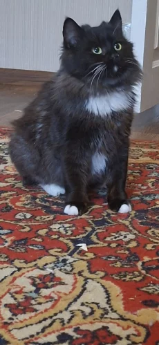 Кошка с рожками