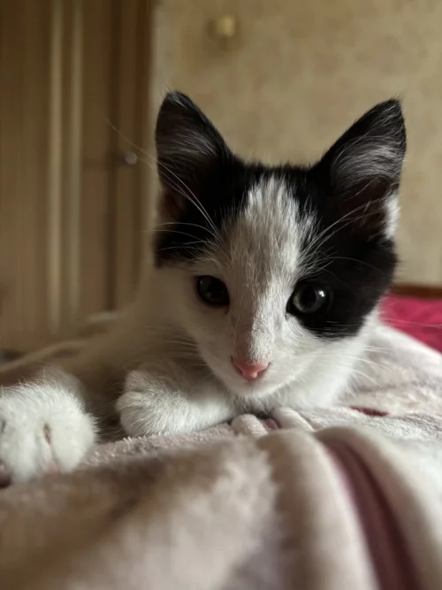 Котенок бесплатно