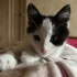Котенок бесплатно