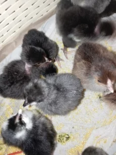 Цыплята суточные домашние