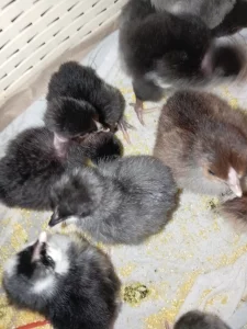 Цыплята суточные домашние