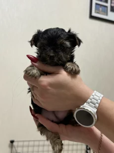 Щенки йоркширского терьера