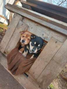 Роздаем бесплатно