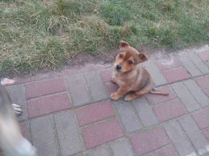 Бесплатно роздаем