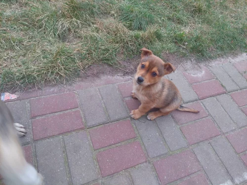 Бесплатно роздаем