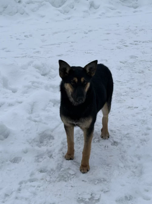 Стерилизованная собака в дар