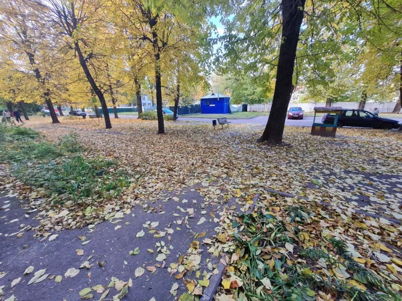 Жэу решило не утруждать себя уборкой листвы