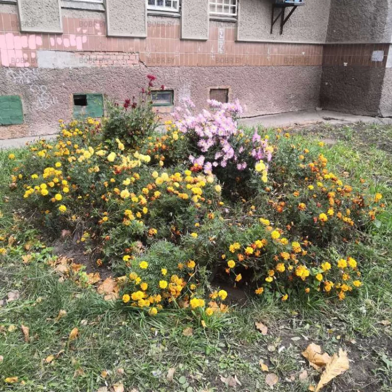 Красота