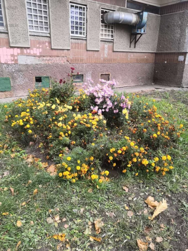 Красота