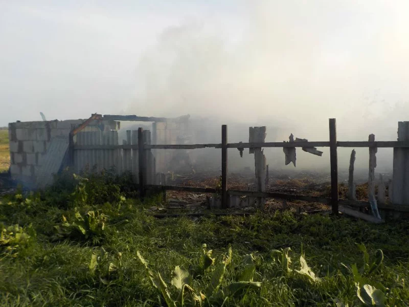 В Михалево средь бела дня погибли две свиньи