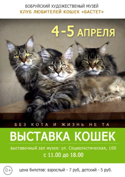 Выставка кошек
