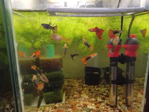 Рыбки Гиппи