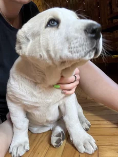 Продаются щенки алабая (бронь)