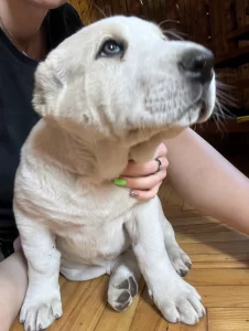 Продаются щенки алабая (бронь)