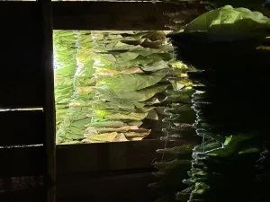 Семена табака, лист