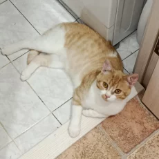 Отдам рыжего котика