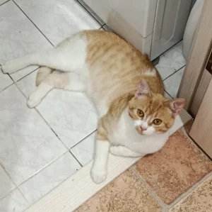 Отдам рыжего котика