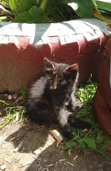 Котята ищут дом, мальчик и девочка 2 месяца