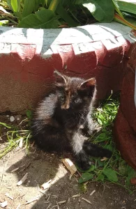 Котята ищут дом, мальчик и девочка 2 месяца