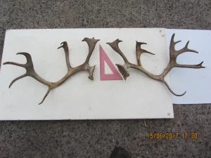 Рога северного оленя