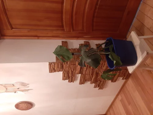 Монстера