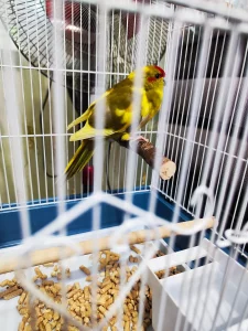 Попугай Какарик