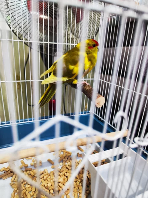 Попугай Какарик