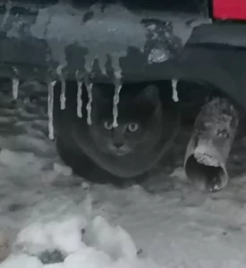 Поиск хозяина