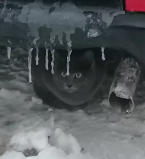 Поиск хозяина