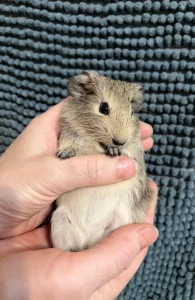 Морская свинка самка