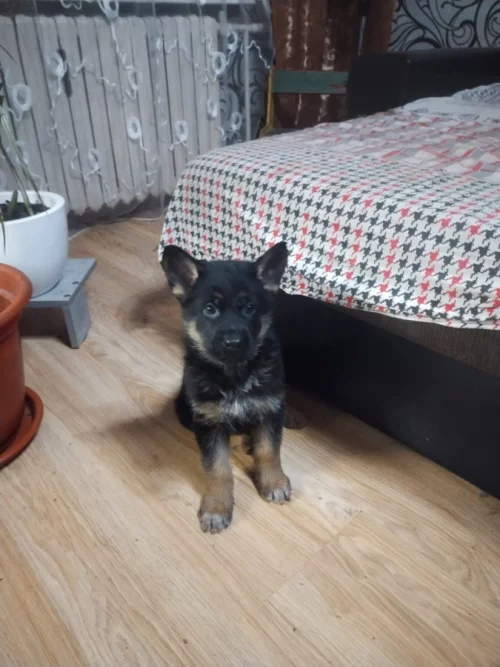 Щенки немецкой овчарки