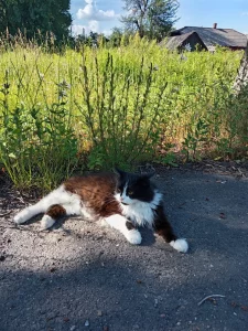 Кошечка