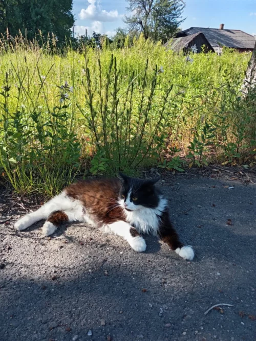 Кошечка
