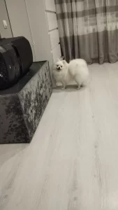 Пропала собака