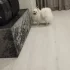 Пропала собака