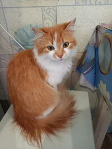 Алиса, стерилизована