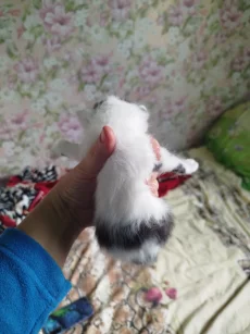 Маленькая кошечка ищет лом