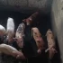 Поросята