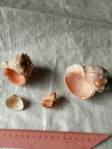 Ракушки морские для аквариума