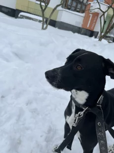 Ищем дом для порядочной собачки