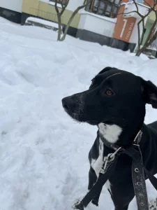 Ищем дом для порядочной собачки