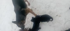 Щенки немецкой овчарки