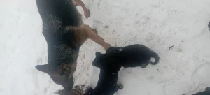 Щенки немецкой овчарки