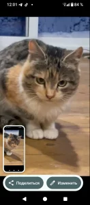 Коты-подпостки ищут дом