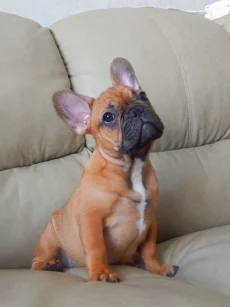 Щенка французского бульдога