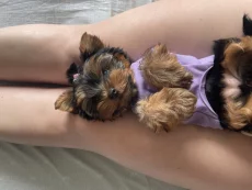 Продам Йорка